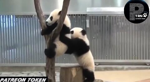 Funny videos of cute panda babies Try not to laugh at these funny panda babies - Patreon Token
