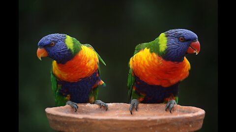 Parrot kissing each other