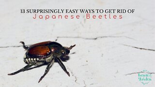 13 Surprisingly Easy Ways to Get Rid of Japanese Beetles