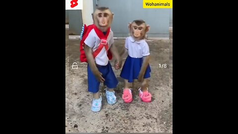 Amazing: School going Monkey brother and sister in School uniform