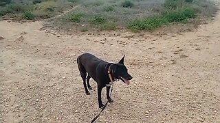 Sunday Morning 🐕 Dog Walk To Playa Del Cura, Torrevieja