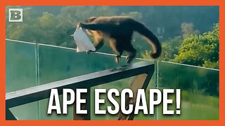 Ape Escape! Brazen Monkey Steals Bag of Chips From Hotel Room, Bails with His Friends