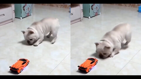 french bull dog wants to play with an avenger #frenchbulldog #dogvideo #funnydog #funnydogvideos