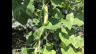 How to Prune Pumpkin For Best Production