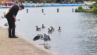 Cet homme nourrit les oiseaux avec des baguettes