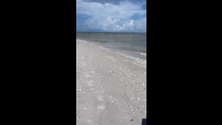 Livestream Clip - Calico Box Crab On Little Hickory Beach Bonita Springs, FL