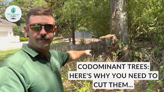 Codominant Tree Trunks: Dangers and Solutions | Tree Cutting & Removal