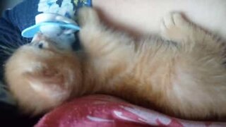 Adorable kitten loves its pacifier