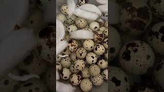 Pickling Quail Eggs 🥚 🫙#shorts #pickling #quaileggs