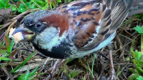 IECV NV #162 - 👀 House Sparrows In The Rain Getting Wet Trying To Eat Bread 8-21-2015