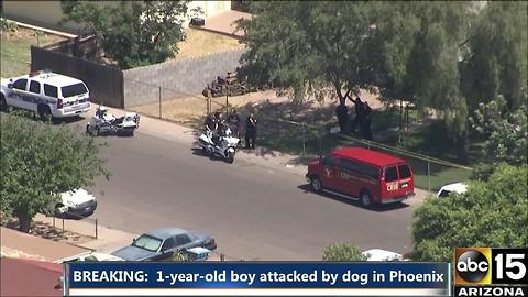 Boy attacked by dog in Phoenix