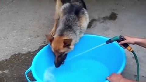 Dog drinks water in most difficult way possible