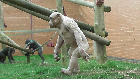 Funny compilation of monkeys walking like humans