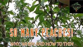 Thinning my peach tree to improve yield and health of the tree