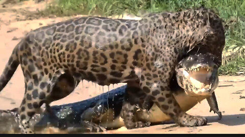 The brutality of jaguars in preying on crocodiles