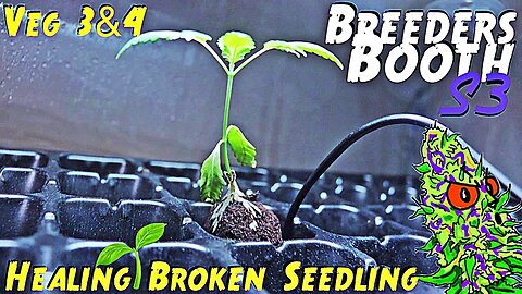 Breeders Booth S3 Ep. 3 | Veg Weeks 3 & 4 | Healing A Broken Seedling ( Goodbuds Genetics )