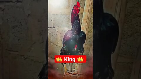 🔥 King Aseel 🔥 [Lakha Aseel Murga] #shorts #rooster #youtubeshorts #aseelmurga #king #aseel #lakha