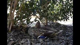 Duck Tale, Mother Ducky laying/sitting on her nest