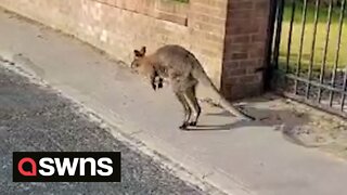 Lorry driver stunned after spotting a wallaby roaming a Lancashire village
