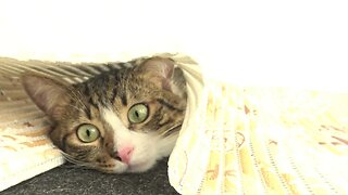 Funny Cat Hid under the Carpet