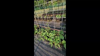 Helping Pole Beans Climb Trellis Properly