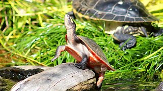 Pink Bellied side neck turtle basking in the sun. Relaxing sound of water