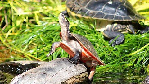 Pink Bellied side neck turtle basking in the sun. Relaxing sound of water