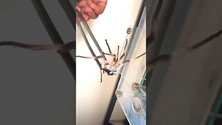 Bullet Ants ATTACK Huntsman Spider