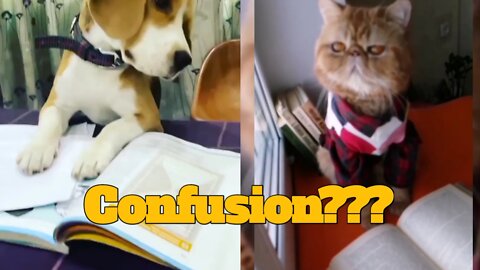 Confusion Mind?? What will We Do??Exam Ahead!!! Funny Dog Realise