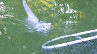 Boy Catches Kitten While Fishing