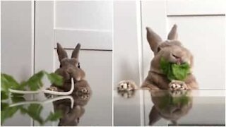 L'adorabile coniglietto divora verdura!