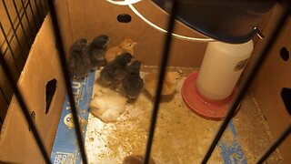 Chicks Hatching Out 🐣 #chicks #farm #homestead Chamberlin Family Farms “Naturally Good”