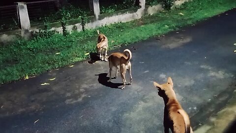 funny fight between two street dogs for food