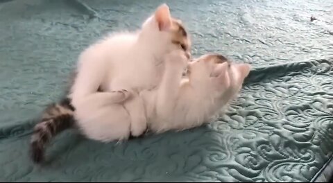 Cute cat 🐱 video, / cute cat puppies 😍 #cuteaniamls