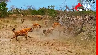 LEÃO CAPOTA AO ATACA HIENA - VIDA ANIMAL