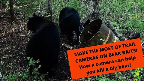 Trail cameras at bear baits: How to make the most of them