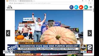 2,363lbs pumpkin wins weigh-off contest