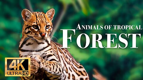дикие животные тропического леса 4k - Замечательный фильм о дикой природе с успокаивающей музыкой