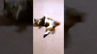 Cat Lazy Play