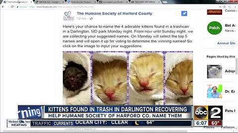 Help name the kittens found in a trashcan in Harford County