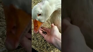 #snacktime #goose #geese #homesteading #farmanimals #cuteanimals #homesteadlife #farm #smallfarm