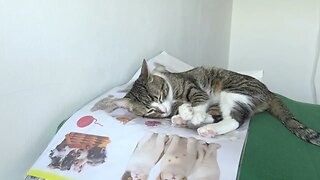 Cat Loves to Sleep on Cat Sticker Foil