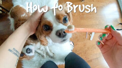 How to Brush Your Dog's Teeth Video