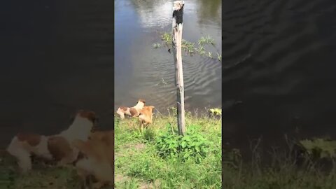 Freddy The Dog Gets Eaten by a Crocodile