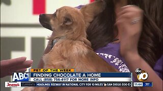 Pet of the Week: Chocolate