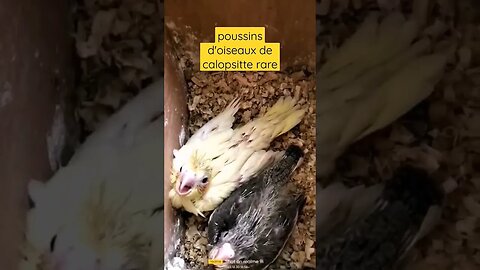 poussins d'oiseaux de calopsitte rare