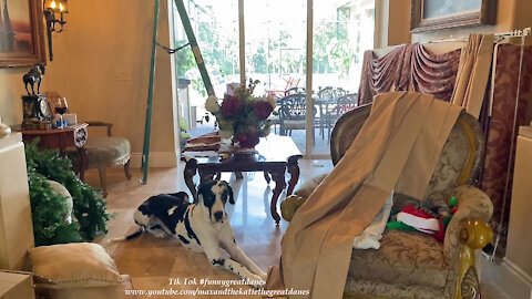 Nosy Great Dane Checks Out Creative DIY Decorating Drapery Project