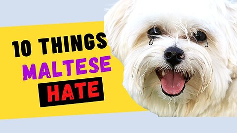 Understanding Your Maltese: 10 Things They Dislike and Why 🐶😔