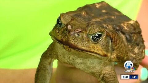 Record number of Bufo toads in Palm Beach County