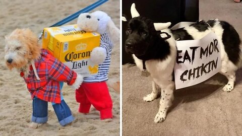 Funny DOGS HALLOWEEN Costumes 2022 | Paws Affliction
